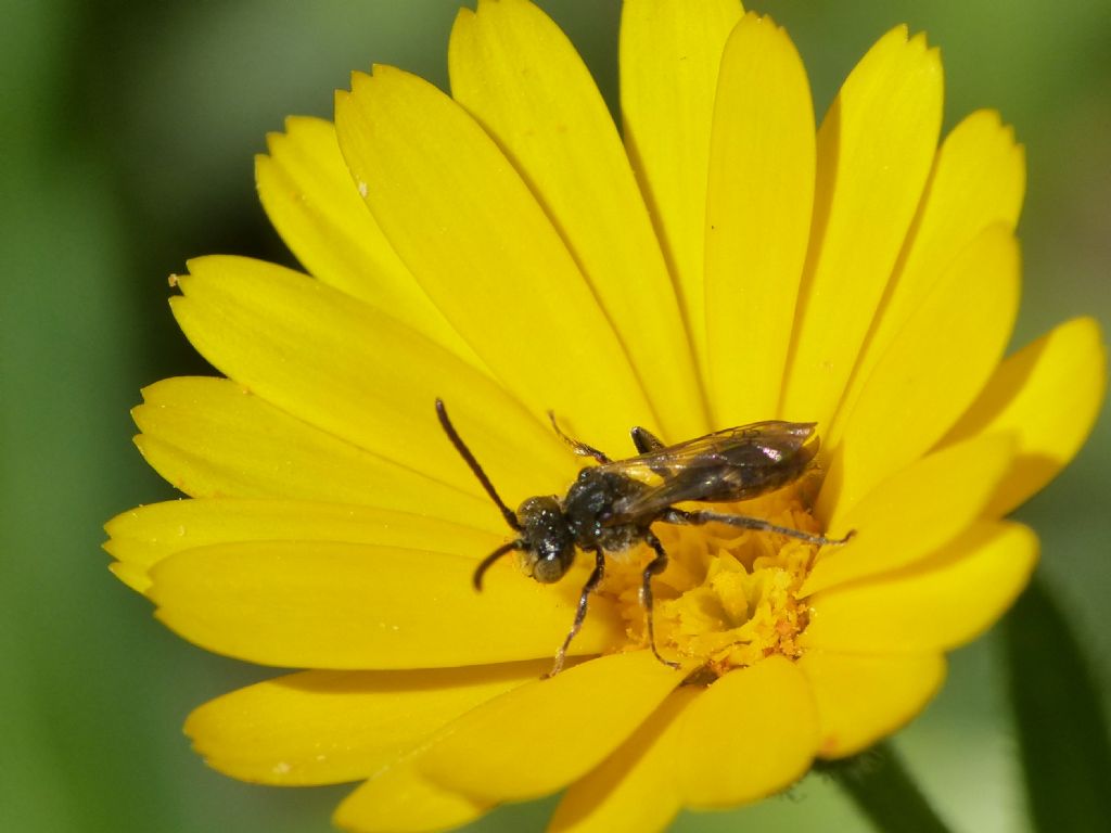 Nomada sp.? S